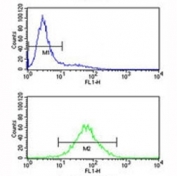 CCR3 antibody flow cytometry analysis of Jurkat cells (bottom histogram) compared to a negative control (top histogram). FITC-conjugated goat-anti-rabbit secondary Ab was used for the analysis.