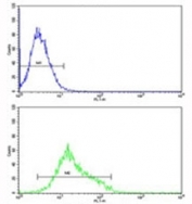 MFN2 antibody flow cytometric analysis of K562 cells (green) compared to a <a href=../tds/rabbit-igg-isotype-control-polyclonal-antibody-n1001>negative control</a> (blue). FITC-conjugated goat-anti-rabbit secondary Ab was used for the analysis.