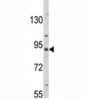 Western blot analysis of MFN2 antibody and K562 lysate