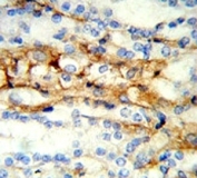 IHC analysis of FFPE mouse kidney stained with MFN2 antibody