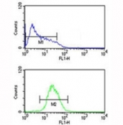ATF7 antibody flow cytometric analysis of HL-60 cells (bottom histogram) compared to a negative control (top histogram). FITC-conjugated goat-anti-rabbit secondary Ab was used for the analysis.