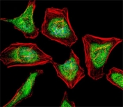 Fluorescent confocal image of HeLa cell stained with ATF7 antibody at 1:25. Immunoreactivity is localized to the nucleus and cytoplasm.