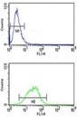 MAG antibody flow cytometry analysis of NCI-H460 cells (bottom histogram) compared to negative control cells (top histogram). FITC-conjugated goat-anti-rabbit secondary Ab was used for the analysis.