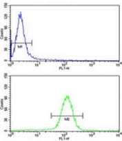 UHRF1 antibody flow cytometry analysis of HeLa cells (green) compared to a <a href=../search_result.php?search_txt=n1001>negative control</a> (blue). FITC-conjugated goat-anti-rabbit secondary Ab was used for the analysis.