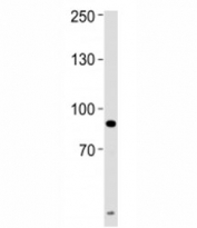 UHRF1 antibody western blot analysis of HeLa lysate. Predicted/observed molecular weight: ~91/91-106kDa.