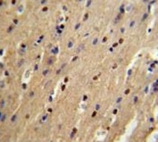 p73 antibody IHC analysis in formalin fixed and paraffin embedded mouse brain.