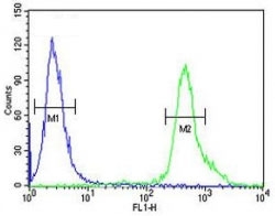 p73 antibody flow cytometric analysis of 293 cells (green) compared to a <a href=../search_result.php?search_txt=n1001>negative control</a> (blue). FITC-conjugated goat-anti-rabbit secondary Ab was used for the analysis.