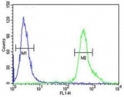 p73 antibody flow cytometric analysis of 293 cells (green) compared to a <a href=