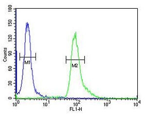 ABHD12 antibody flow cytometric analysis of human A549 cells (right histogram) compared to a <a href=../search_result.php?search_txt=n1001>negative control</a> (left histogram). FITC-conjugated goat-anti-rabbit secondary Ab was used for the analysis.