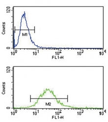 HLA-G antibody flow cytometry analysis of NCI-H460 cells (bottom histogram) compared to a <a href=../search_result.php?search_txt=n1001>negative control</a> (top histogram). FITC-conjugated goat-anti-rabbit secondary Ab was used for the analysis.