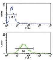 HLA-G antibody flow cytometry analysis of NCI-H460 cells (bottom histogram) compared to a negative control (top histogram). FITC-conjugated goat-anti-rabbit secondary Ab was used for the analysis.