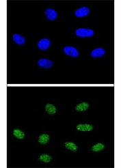 Confocal immunofluorescent analysis of PIN1 antibody with 293 cells followed by Alexa Fluor 488-conjugated goat anti-rabbit lgG (green). DAPI was used as a nuclear counterstain (blue).