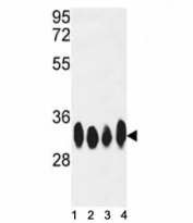 Western blot analysis of HuR antibody and HeLa, Jurkat, CEM, Ramos lysate.