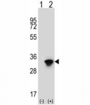 Western blot analysis of HuR antibody and 293 cell lysate (2 ug/lane) either nontransfected (Lane 1) or transiently transfected (2) with the ELAVL1 gene.