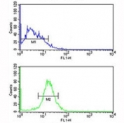 NKX3.1 antibody flow cytometry analysis of MDA-MB231 cells (green) compared to a <a href=../search_result.php?search_txt=n1001>negative control</a> (blue). FITC-conjugated goat-anti-rabbit secondary Ab was used for the analysis.