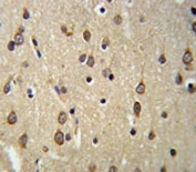 DLK2 antibody IHC analysis in formalin fixed and paraffin embedded brain tissue.