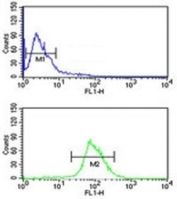 NRP1 antibody flow cytometric analysis of MDA-MB435 cells (green) compared to a <a href=../tds/rabbit-igg-isotype-control-polyclonal-antibody-n1001>negative control</a> (blue). FITC-conjugated goat-anti-rabbit secondary Ab was used for the analysis.