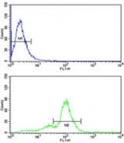 ACR antibody flow cytometric analysis of human MDA-MB231 cells (bottom histogram) compared to a <a href=../search_result.php?search_txt=n1001>negative control</a> (top histogram). FITC-conjugated goat-anti-rabbit secondary Ab was used for the analysis.