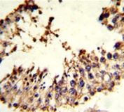 IHC analysis of FFPE human testis tissue stained with ACR antibody