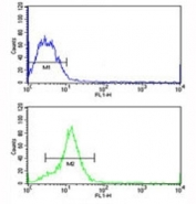 HMGA1 antibody flow cytometric analysis of MCF-7 cells (green) compared to a negative control (blue). FITC-conjugated goat-anti-rabbit secondary Ab was used for the analysis.