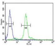 LOX antibody flow cytometric analysis of 293 cells (green) compared to a negative control (blue). FITC-conjugated goat-anti-rabbit secondary Ab was used for the analysis.