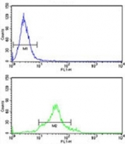 CDC20 antibody flow cytometry analysis of HeLa cells (green) compared to a <a href=../search_result.php?search_txt=n1001>negative control</a> (blue). FITC-conjugated goat-anti-rabbit secondary Ab was used for the analysis.