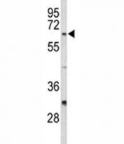 Western blot analysis of CDC20 antibody and HeLa lysate.