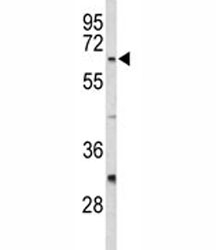 Western blot analysis of CDC20 antibody and HeLa lysate.