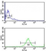 C7 antibody flow cytometry analysis of Ramos cells (green) compared to a negative control (blue). FITC-conjugated goat-anti-rabbit secondary Ab was used for the analysis.