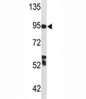 Western blot analysis of C7 antibody and Ramos lysate. Predicted molecular weight ~93 kDa.