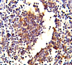 IHC analysis of FFPE human lymph tissue stained with C7 antibody