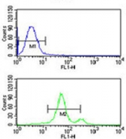ASIC1 antibody flow cytometric analysis of CEM cells (bottom histogram) compared to a <a href=../search_result.php?search_txt=n1001>negative control</a> (top histogram). FITC-conjugated goat-anti-rabbit secondary Ab was used for the analysis.