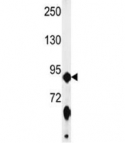 Western blot analysis of ABCF1 antibody and mouse NIH3T3 lysate. Predicted molecular weight ~96 kDa.