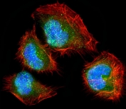 Immunofluorescent staining of human U-2 OS cells with DLL3 antibody (green), Phalloidin (red) and DAPI nuclear stain (blue).