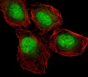 Immunofluorescent staining of human U-2 OS cells with DLL3 antibody (green) and Phalloidin (red).