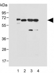 Western blot testing of human 1) NCI-H1299, 2) brain, 3) mouse brain and 4) rat brain lysate with DLL3 antibody. Predicted molecular weight: ~65 kDa.