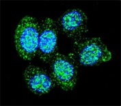 Confocal immunofluorescent analysis of ACP1 antibody with human HeLa cells followed by Alexa Fluor 488-conjugated goat anti-rabbit lgG (green). DAPI was used as a nuclear counterstain (blue).