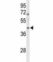 Western blot analysis of MAFA antibody and mouse spleen tissue lysate. Predicted molecular weight ~37 kDa.