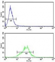 LDHA antibody flow cytometry analysis of HeLa cells (green) compared to a <a href=../tds/rabbit-igg-isotype-control-polyclonal-antibody-n1001>negative control</a> (blue). FITC-conjugated goat-anti-rabbit secondary Ab was used for the analysis.