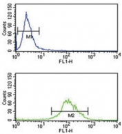 TAT antibody flow cytometry analysis of K562 cells (green) compared to a<a href=../search_result.php?search_txt=n1001>negative control</a>(blue). FITC-conjugated goat-anti-rabbit secondary Ab was used for the analysis.