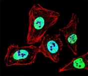 Fluorescent confocal image of HeLa cell stained with HDAC2 antibody at 1:25. HDAC2 immunoreactivity is localized to the nucleus.