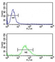 FOXG1 antibody flow cytometric analysis of U251 cells (green) compared to a negative control (blue). FITC-conjugated goat-anti-rabbit secondary Ab was used for the analysis.