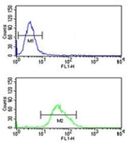 FOXG1 antibody flow cytometric analysis of U251 cells (green) compared to a <a href=../search_result.php?search_txt=n1001>negative control</a> (blue). FITC-conjugated goat-anti-rabbit secondary Ab was used for the analysis.