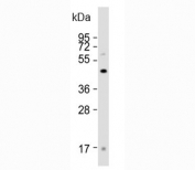 Western blot analysis of FOXG1 antibody and human brain tissue lysate. Predicted molecular weight: 50-52 kDa.