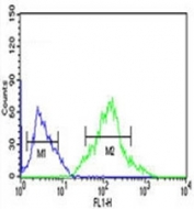 FOXP1 antibody flow cytometric analysis of Ramos cells (right histogram) compared to negative control cells (left histogram). FITC-conjugated goat-anti-rabbit secondary Ab was used for the analysis.