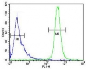 IMP3 antibody flow cytometric analysis of HeLa cells (green) compared to a <a href=../search_result.php?search_txt=n1001>negative control</a> (blue). FITC-conjugated goat-anti-rabbit secondary Ab was used for the analysis.