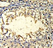 IMP3 antibody IHC analysis in formalin fixed and paraffin embedded mouse testis tissue.