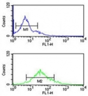 Histone H3.3 antibody flow cytometric analysis of K562 cells (bottom histogram) compared to a negative control cell (top histogram). FITC-conjugated goat-anti-rabbit secondary Ab was used for the analysis.