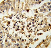 Histone H3.3 antibody IHC analysis in formalin fixed and paraffin embedded testis tissue.
