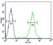 CFP antibody flow cytometric analysis of CEM cells (green) compared to a <a href=../search_result.php?search_txt=n1001>negative control</a> (blue). FITC-conjugated goat-anti-rabbit secondary Ab was used for the analysis.